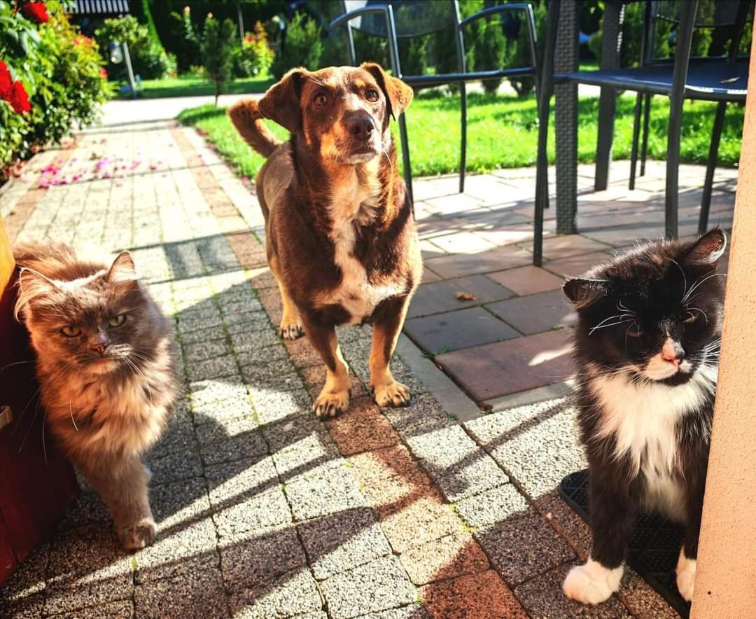 Ostoja Czersk Zamek Gora Kalwaria Exterior foto